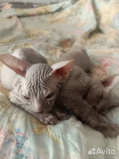 Донской сфинкс котята