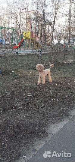 Той Пудель Вязка