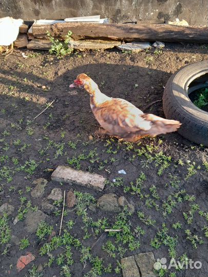 Мускусные утки