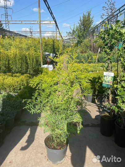 Туя Брабант 140-160см