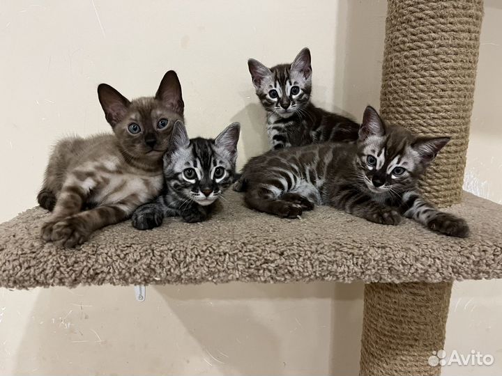 Бенгальские котята