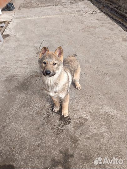 Щенки Западно-сибирской лайки