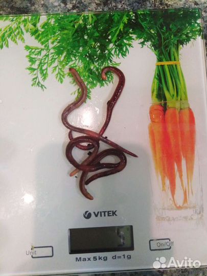 Черви для рыбалки