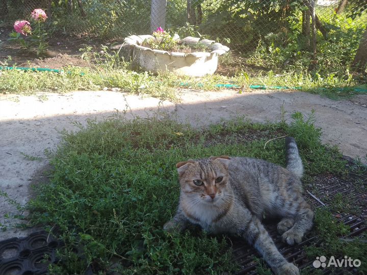 Потерялась кошечка в Шанхае