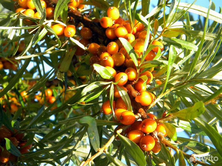 Облепиха Севанская, крупная, семена