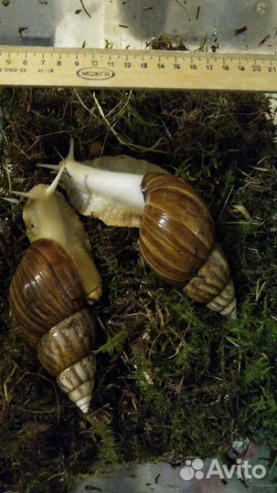 Улитки ахатины