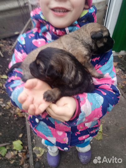 Отдам бесплатно