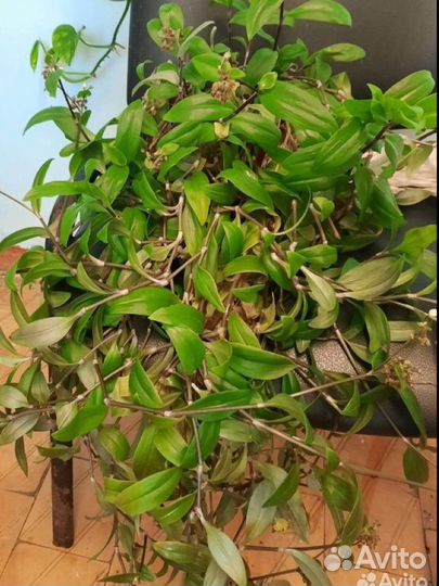 Цветы комнатные