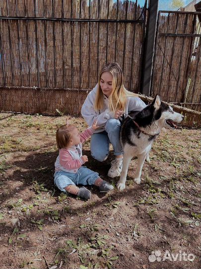Передержка домашних животных