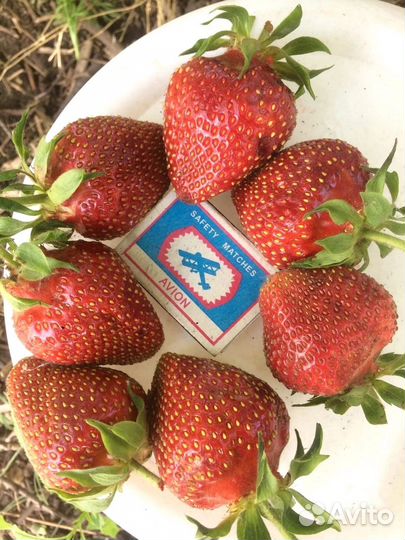 Саженцы клубники