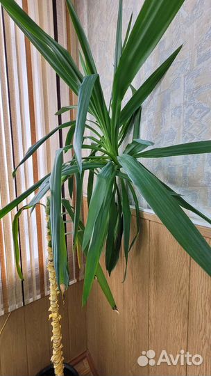 Пальма юкка