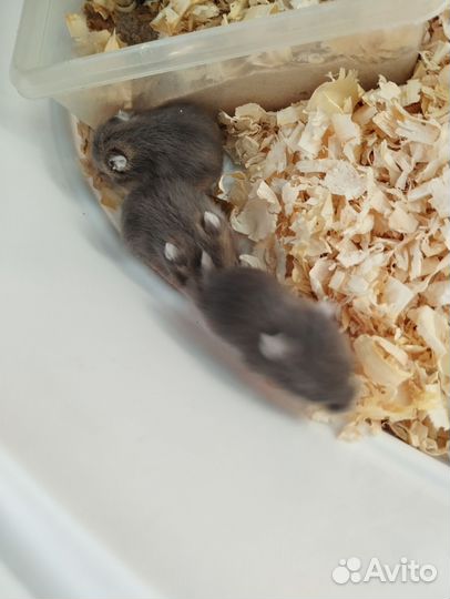 Джунгарский хомяк бесплатно