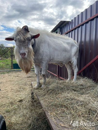 Козел зааненский