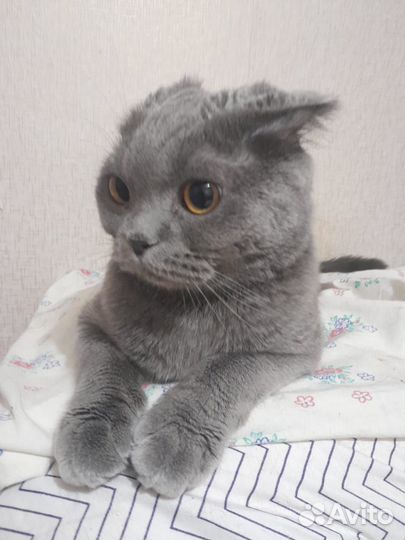 Кошечка в добрые руки