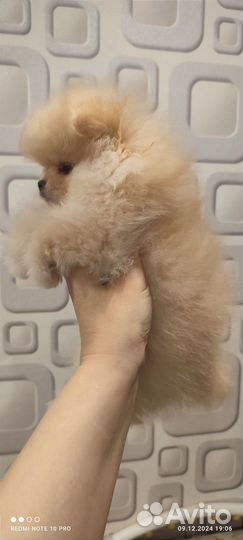 Померанский шпиц