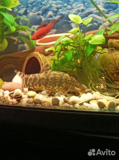 Аквариумные рыбы