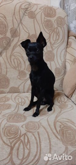 Продается собака