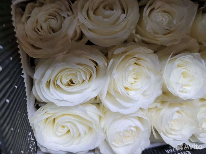 Роза эквадор 101 роза