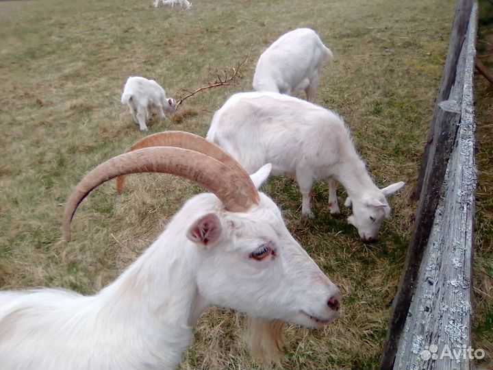 Козы и козлята