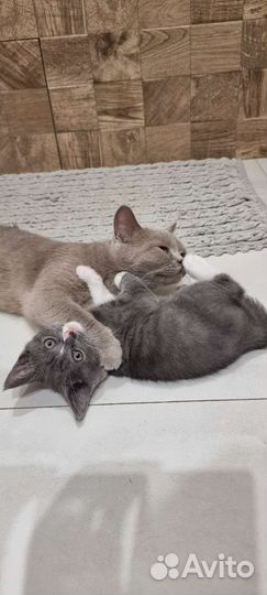 Котенок девочка бесплатно