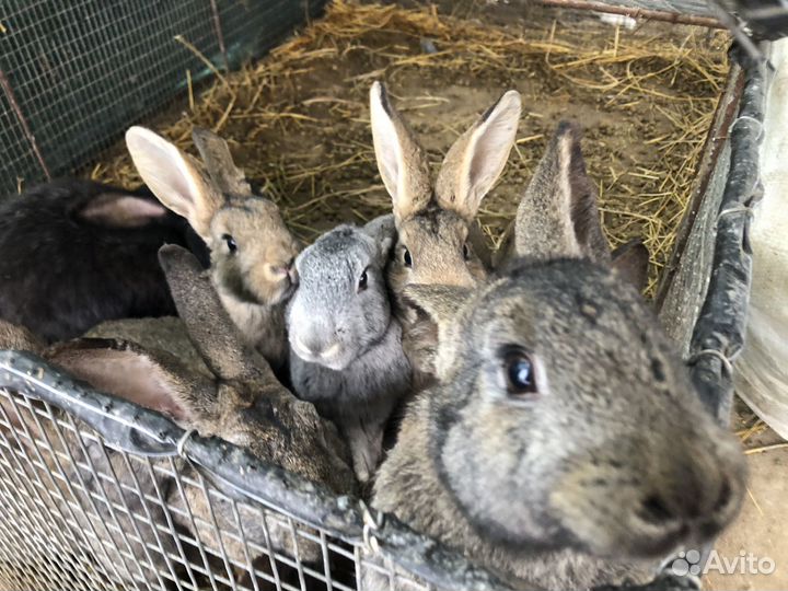 Кролики мясных пород