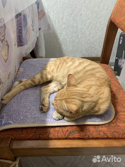 Котик ищет семью