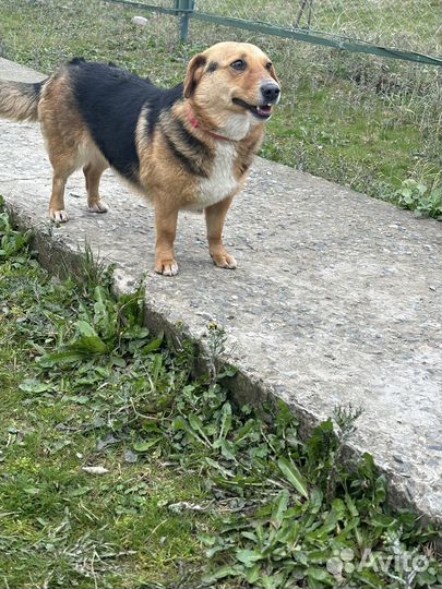 Собака в добрые руки