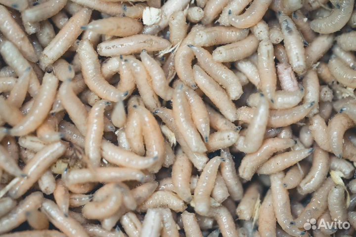 Опарыш для рыбалки