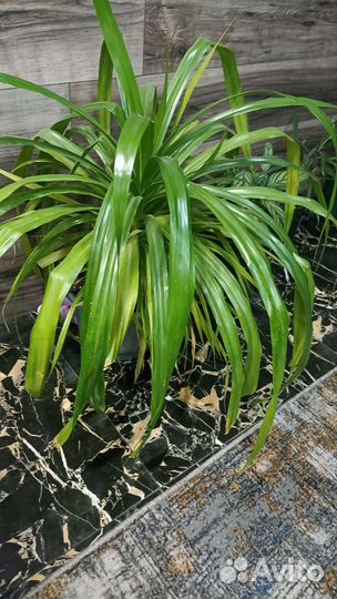 Пальма панданус