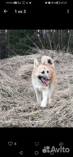 Собака в добрые руки отдам бесплатно