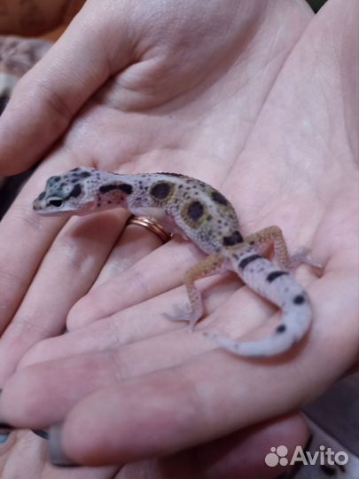 Эублефар малыши