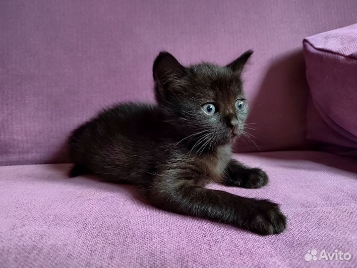 Сибирские котята
