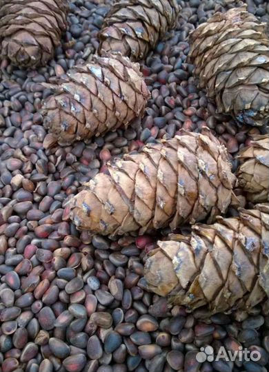 Орех кедровый