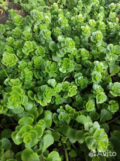 Очитки почвопокровные, разные сорта