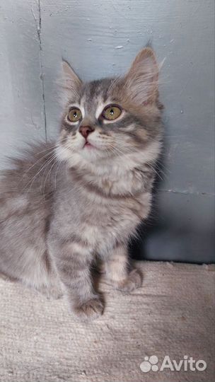 Дымчатая кошка