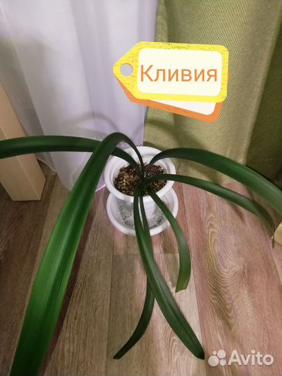 Кливия