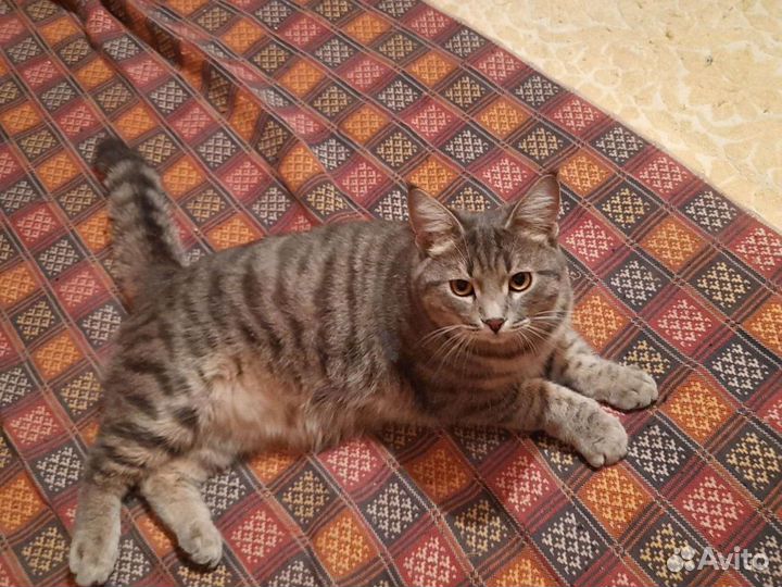 Полосатый красавчик