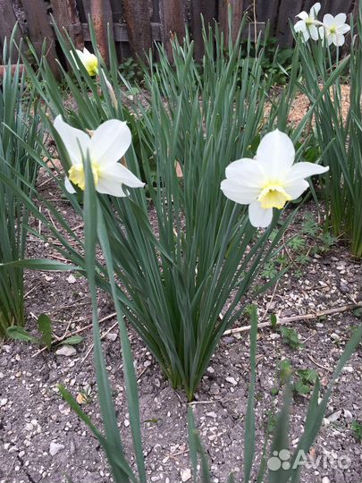 Луковицы нарциссов