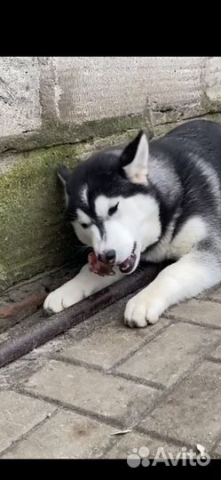 Щенок хаски девочка