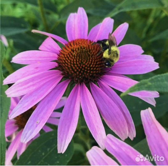Эхинацея декоративная Оранж и