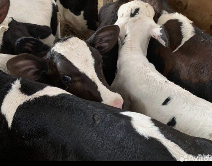 Телята бычки