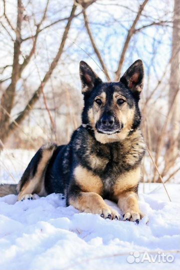 Красивая собака с тяжелой судьбой