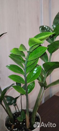 Замиокулькас