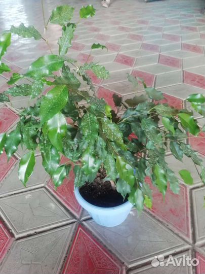 Фикус бенджамина