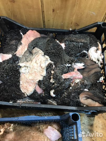 Рубец Требуха