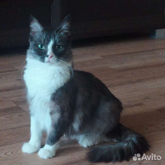 Кошка в дар бесплатно