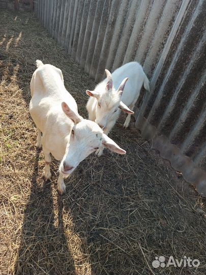 Коза дойная