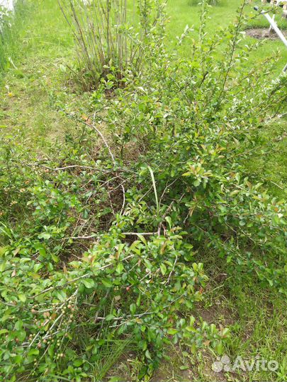 Айва японская хеномелес