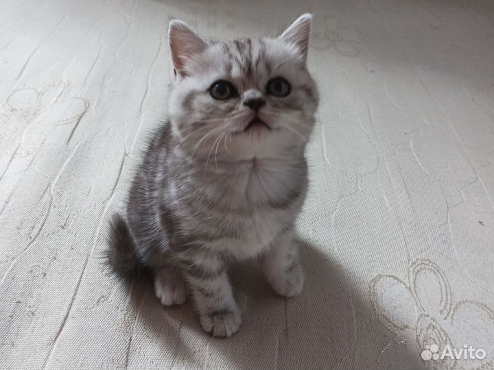 Шотландская прямоухая девочка