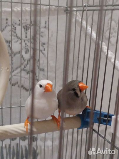 Зебровые амадины